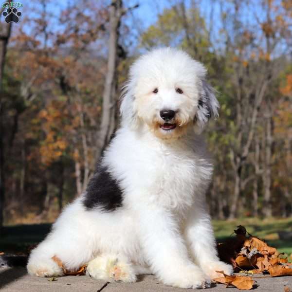 Penny, Sheepadoodle Puppy
